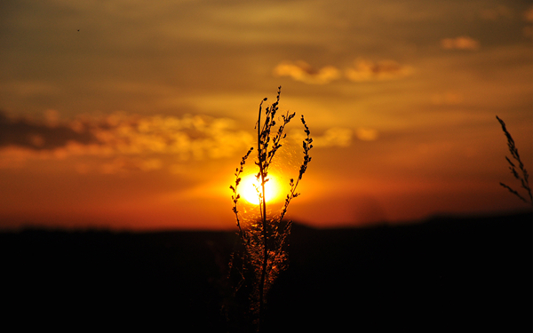 夕阳下的芦苇唯美意境风景图片