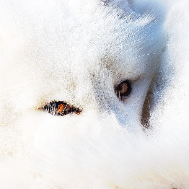 极地物种北极狐唯美背景图片