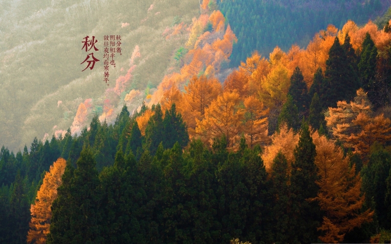秋季枫叶美景图片