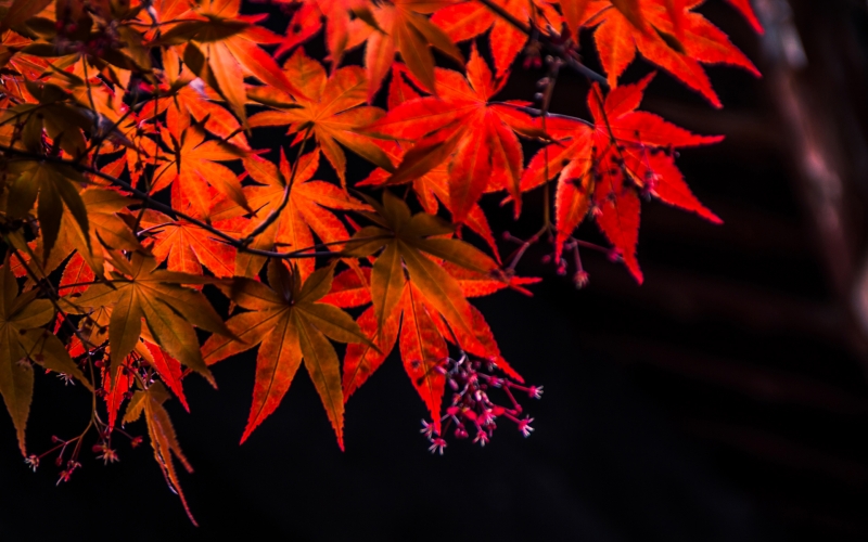 秋季火红枫叶美景高清组图