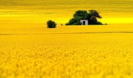 明媚的黄迷人风景图片