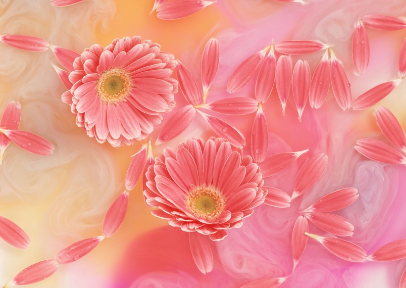 粉色花卉清新淡雅背景图片
