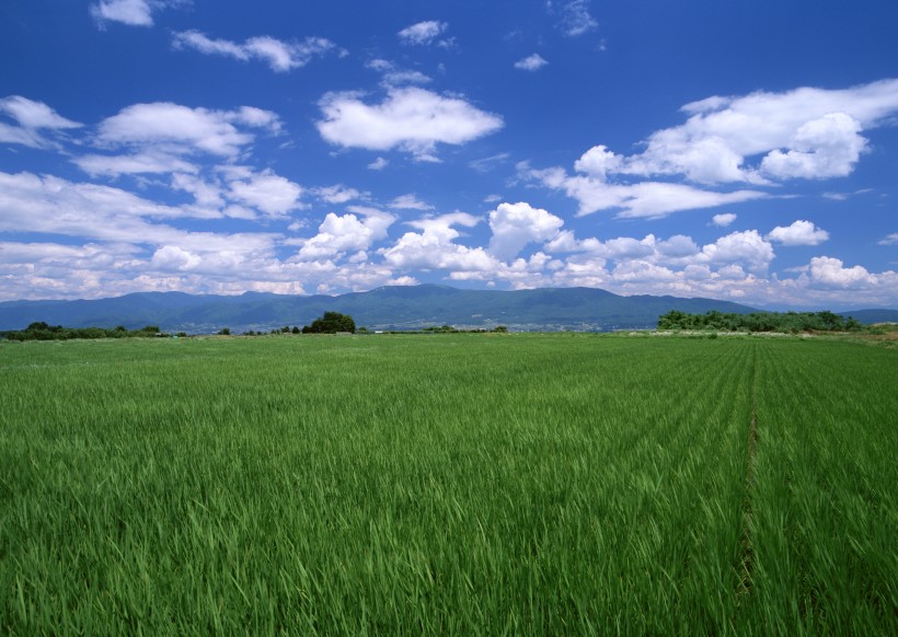 蓝天白云下的自然风光麦田图片