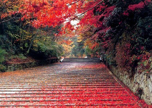 秋天唯美的落叶风景图片