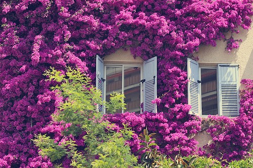高清紫色薰衣草风景图片