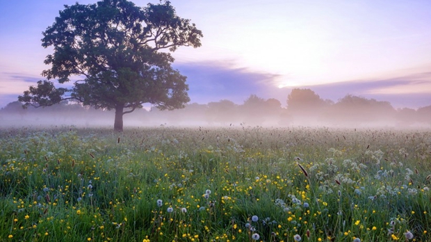 云雾缭绕花草树木风景图片