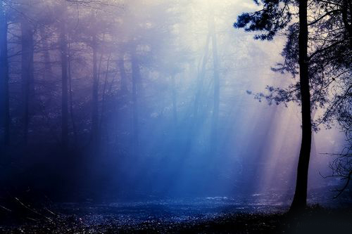 迷雾森林意境阳光图片