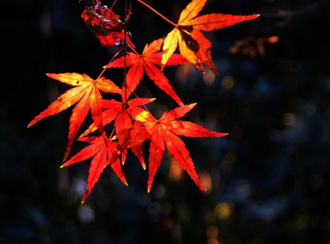 秋季唯美意境的风景图片