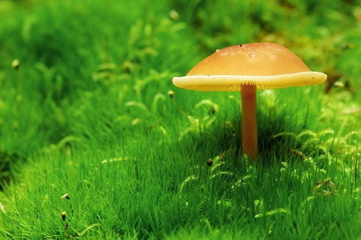 美丽的野蘑菇意境图片