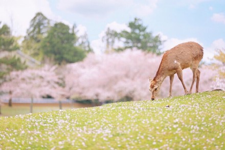 樱花树下的小鹿唯美意境图片
