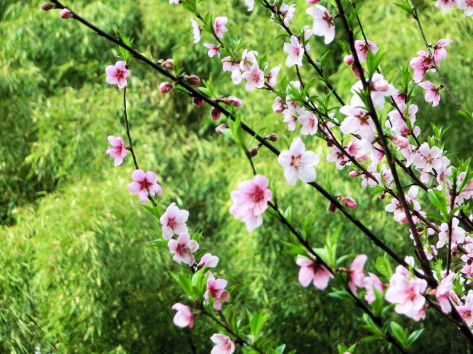 春天的桃花风景图片大全