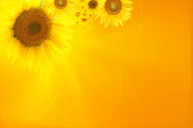 黄色唯美向日葵背景图片