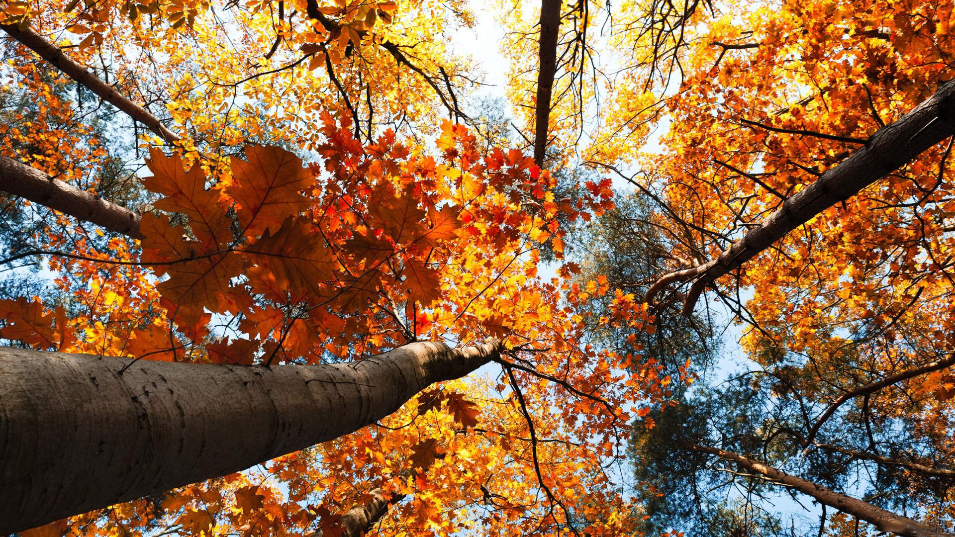 加拿大秋叶风景图片高清大图
