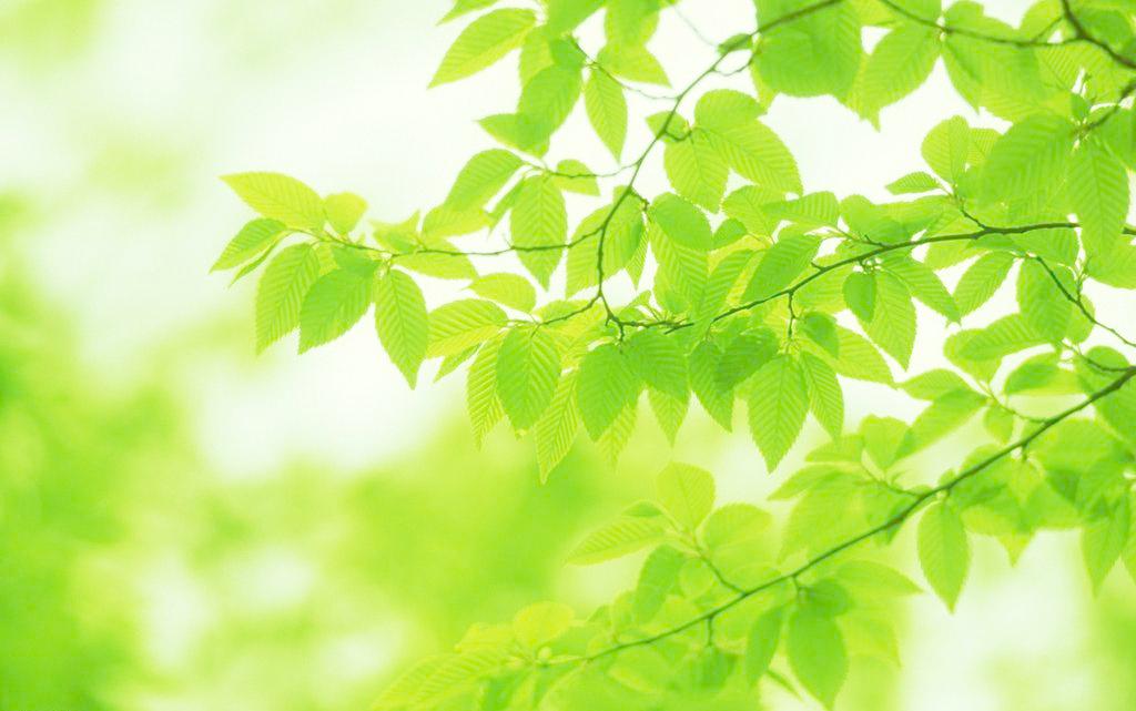 绿色树叶风景图片高清素材