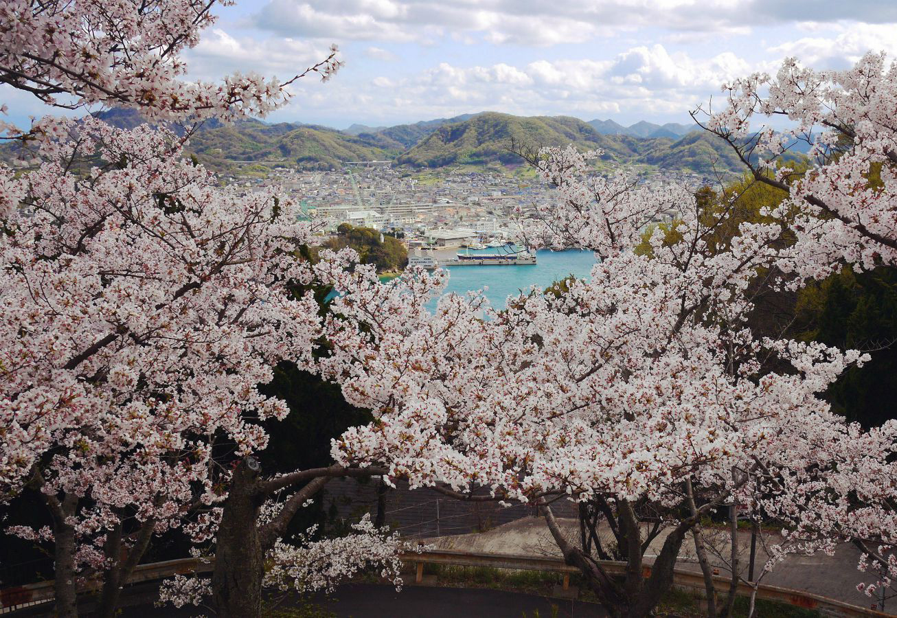 日本樱花落风景图片合辑