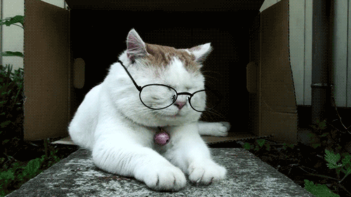 幽默可爱小猫GIF动态图片(7)
