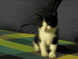 勤劳的可爱小猫GIF动态搞笑图片(3)