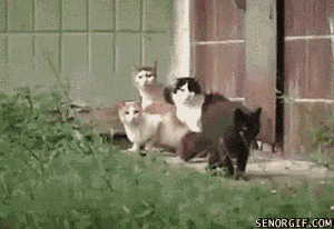 猫和老鼠的幸福瞬间搞笑GIF图片(3)