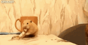 猫和老鼠的幸福瞬间搞笑GIF图片(4)