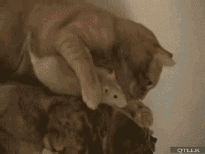 猫和老鼠的幸福瞬间搞笑GIF图片(5)