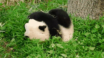 可爱熊猫动态搞笑图片(2)