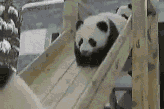 可爱熊猫动态搞笑图片(3)