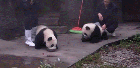 可爱熊猫动态搞笑图片(7)