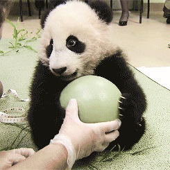 超级无敌可爱的小熊猫GIF动态图片(4)