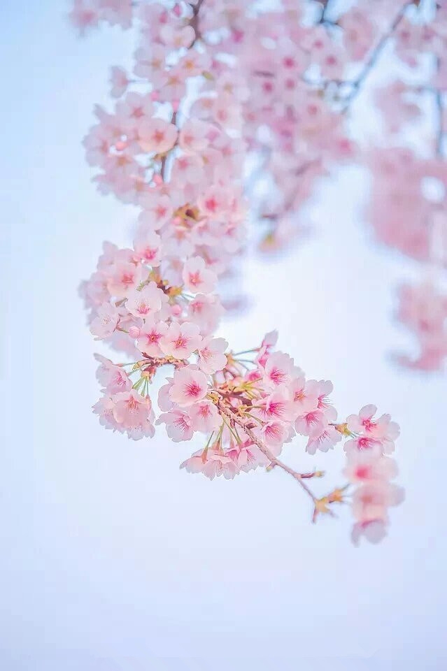 唯美的樱花清新唯美图片