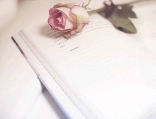 爱的宣言 唯美浪漫的粉色玫瑰图片
