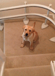 搞笑gif动态图：我家有只恐高症的狗是这么下楼梯的