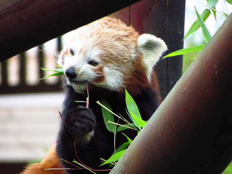 小熊猫图片 动物图片(3)