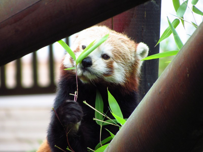 小熊猫图片 动物图片