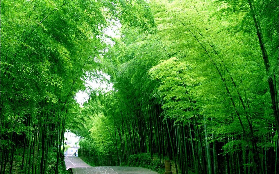 清新绿色自然风景高清宽屏壁纸