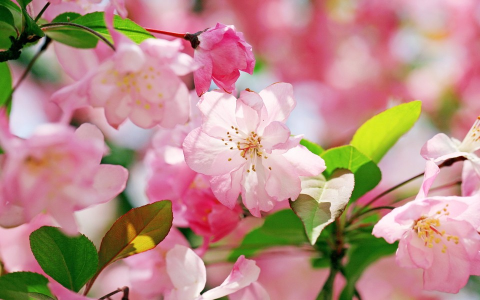 唯美粉色花卉风景高清壁纸