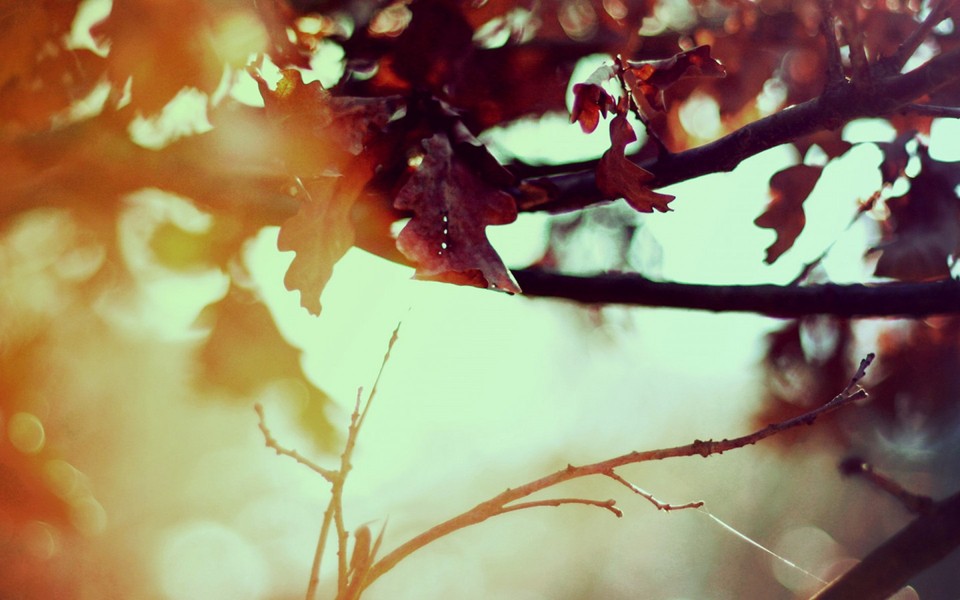 唯美秋季自然风景高清壁纸
