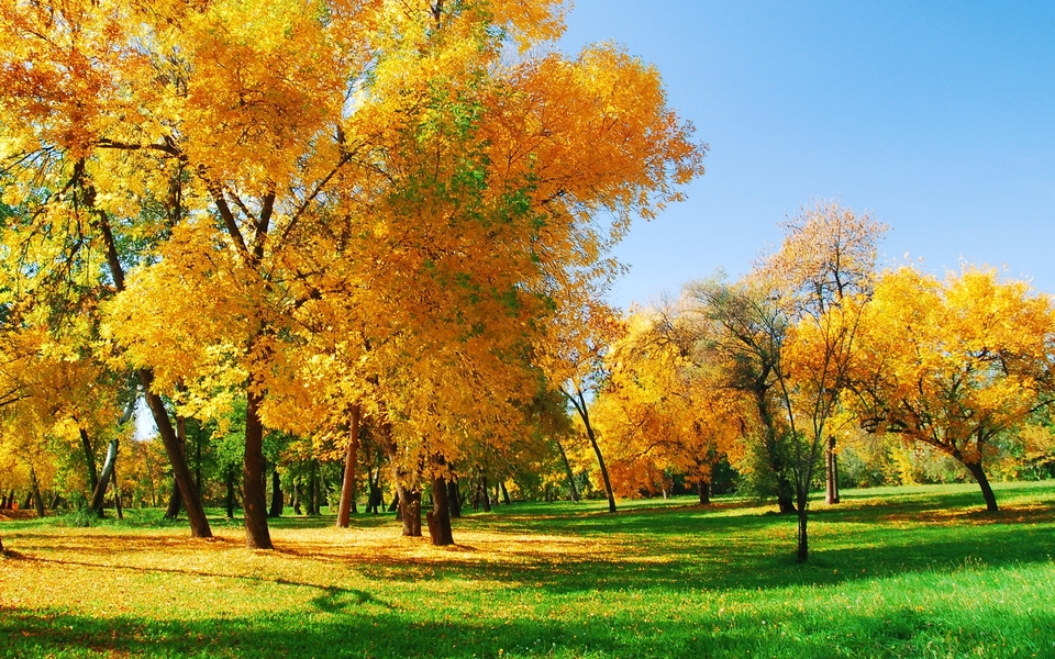 秋天唯美树木风景桌面壁纸高清