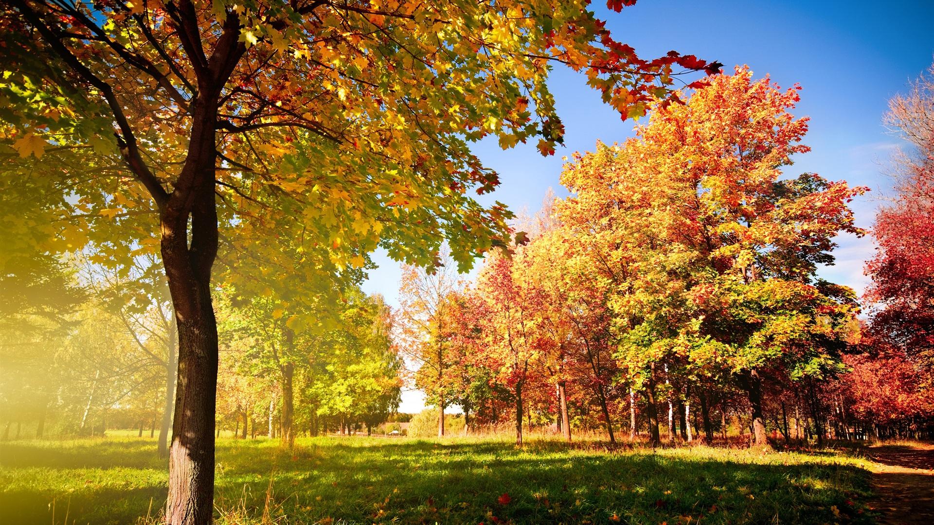 秋天唯美风景枫叶壁纸图片