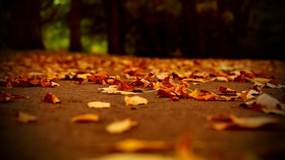 秋高气爽的秋日美景高清电脑桌面主题壁纸图片下载