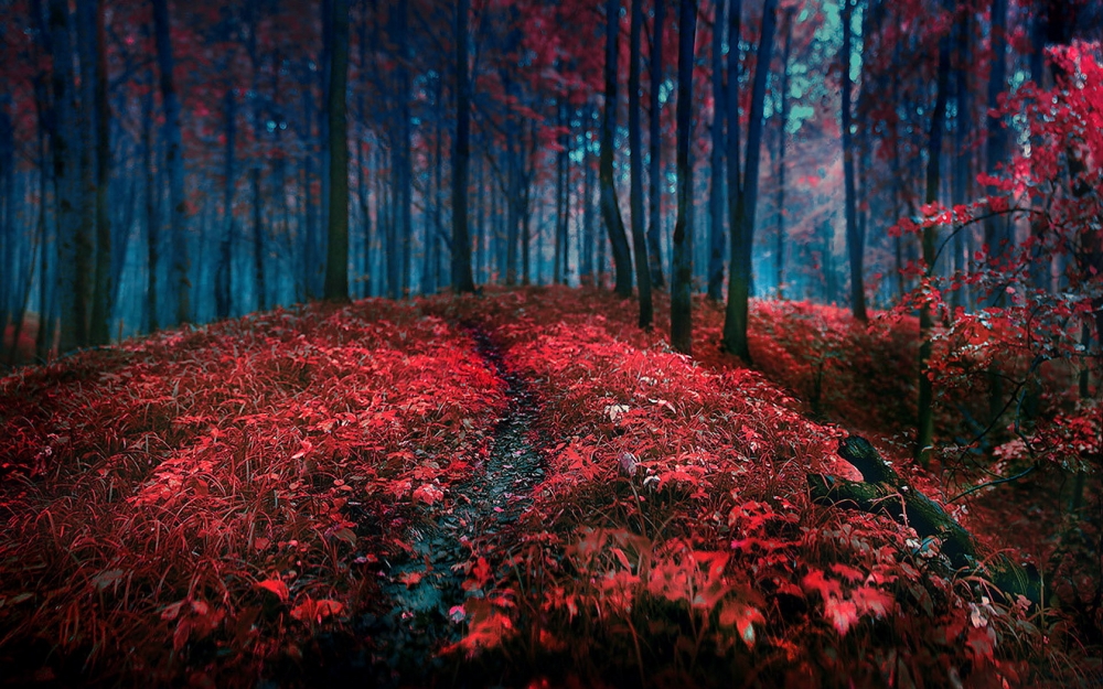唯美意境图片红叶自然风景电脑桌面壁纸第二辑