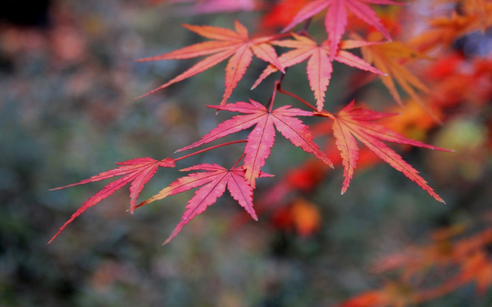 秋季红叶唯美风景图片桌面壁纸