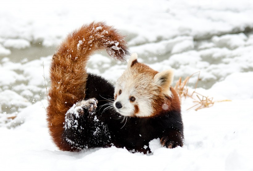 活泼可爱的小熊猫图片 动物图片(2)