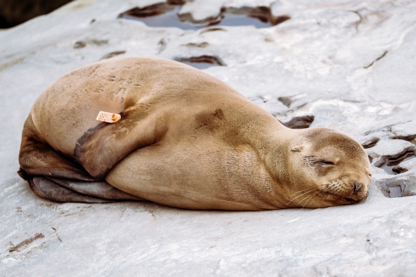 外表憨厚的海豹图片 动物图片(9)