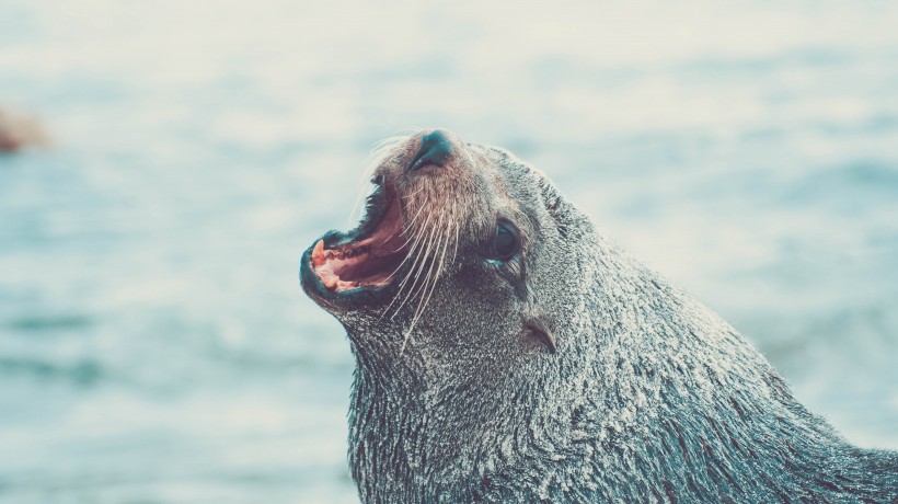 外表憨厚的海豹图片 动物图片(8)