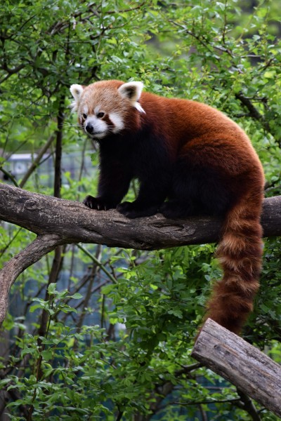 树干上的小熊猫图片 动物图片(3)