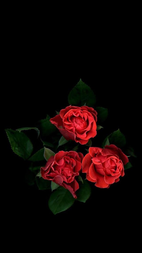 玫瑰花图片 一支玫瑰花图片唯美鲜花图片(2)
