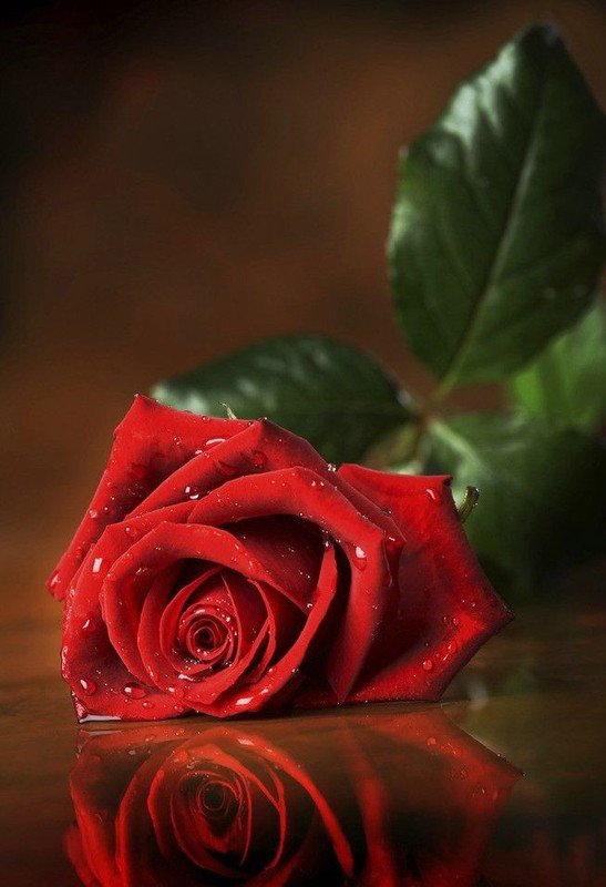 玫瑰花图片 一支玫瑰花图片唯美鲜花图片(3)