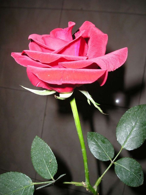 玫瑰花图片 一支玫瑰花图片唯美鲜花图片(8)