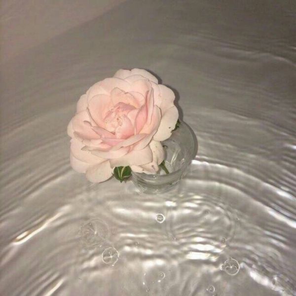 玫瑰花图片 一支玫瑰花图片唯美鲜花图片(5)