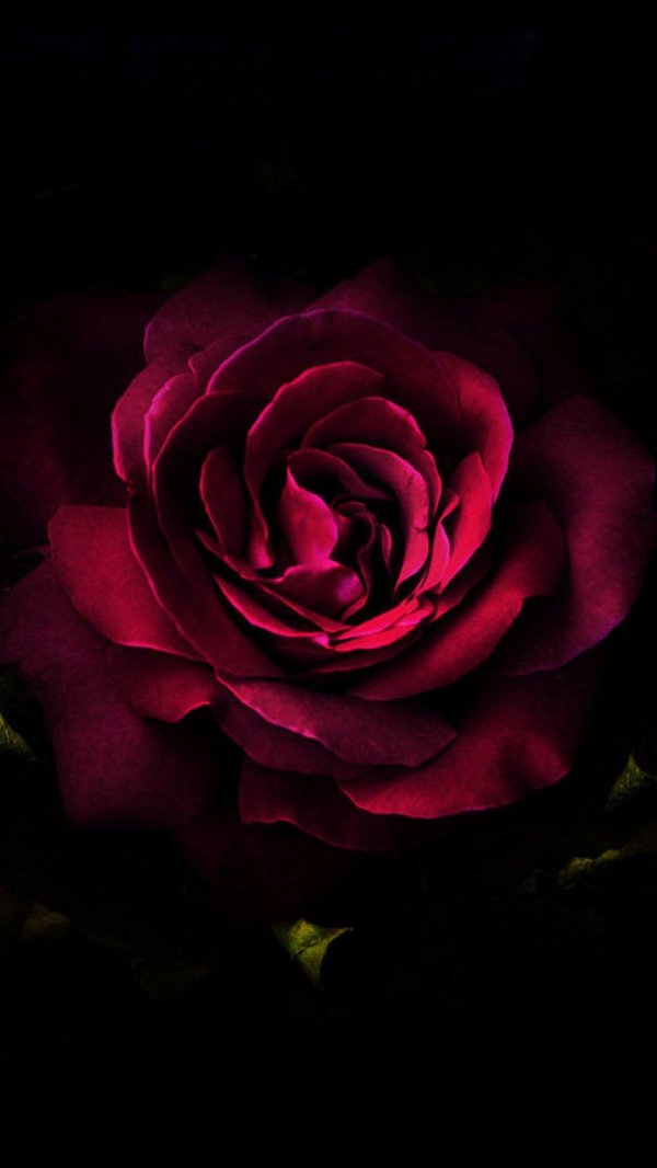 玫瑰花图片 一支玫瑰花图片唯美鲜花图片(7)